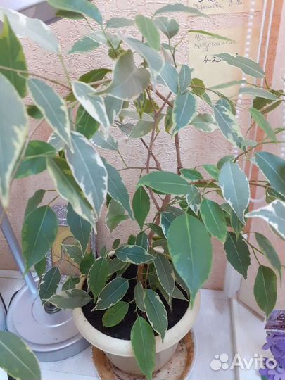 Бенджамина