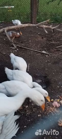 Утки индийский бегунок