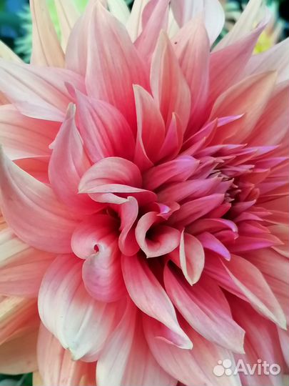 Георгины клубни