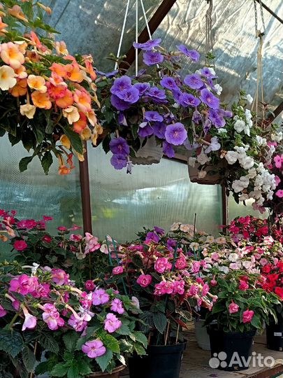 Ризомы ахименесов