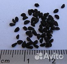 Семена черного тмина 20 кг