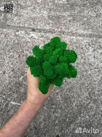 Стабилизированный мох ягель Фиолетовый