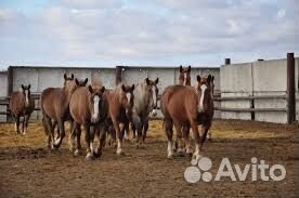 Навоз конский, 75л и 50л мешок. С доставкой