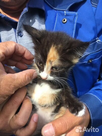 Маленький котёнок девочка трёхцветная кошечка