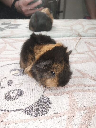 Малыши от длинношерстных морских свинок