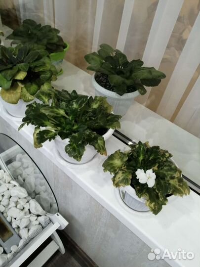 Цветы фиалки