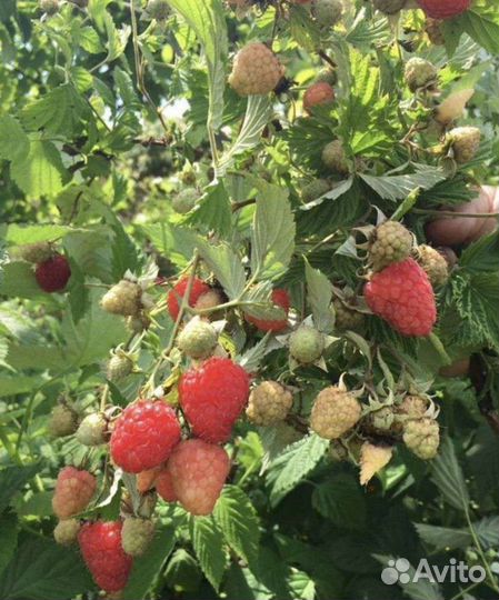 Саженцы малины. Ремонтантная и обычная малина