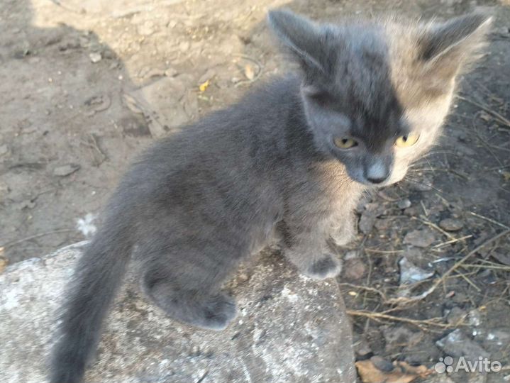 Британский котёнок бесплатно