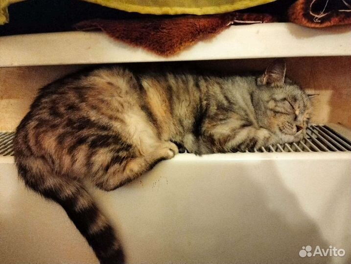 Кошка Серый комок счастья)