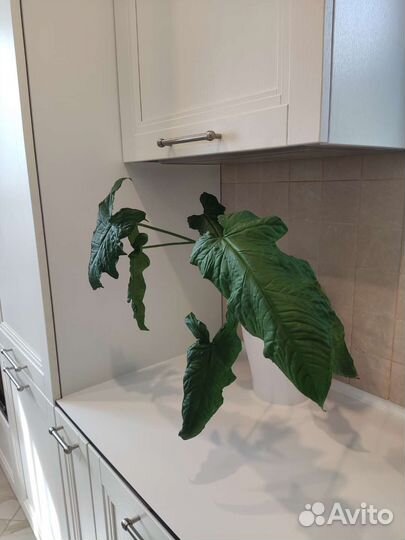 Сингониум Австралия