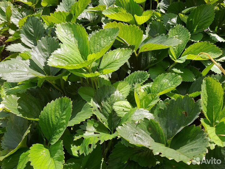 Клубника ремонтантная ампельная