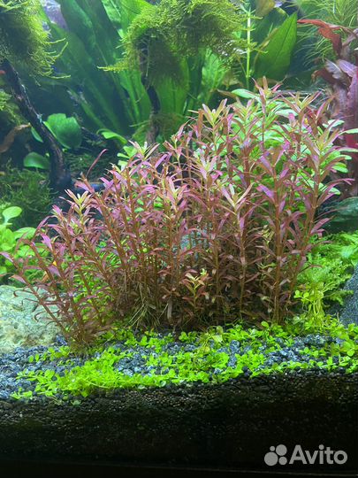 Растения для аквариума