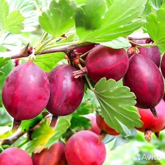 Крыжовник, ежевика, малина, ежемалина