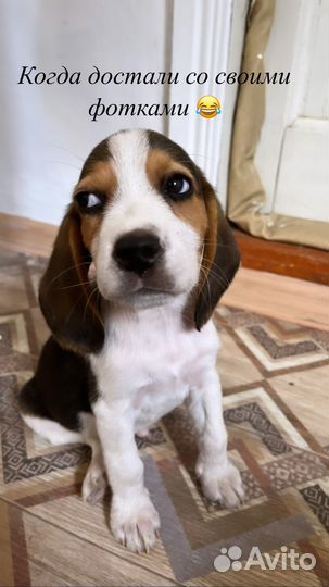 Щенок Бигль мальчик