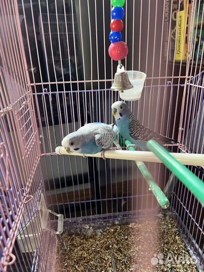 Волнистый попугай с клеткой