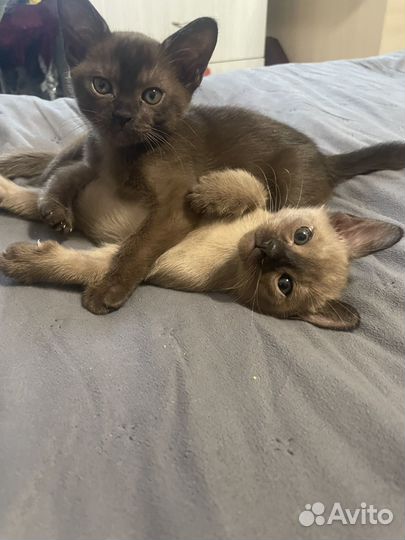 Котята европейской бурмы