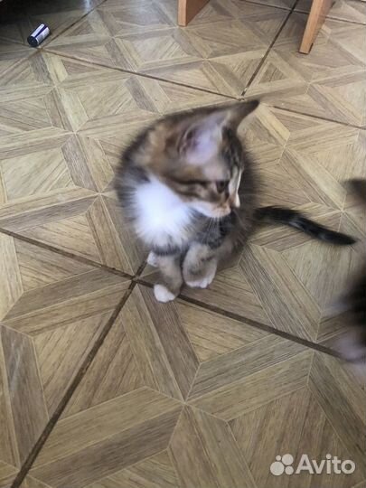 Кошка в дар бесплатно