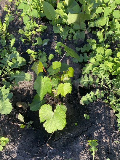 Дача 45 м² на участке 6 сот.