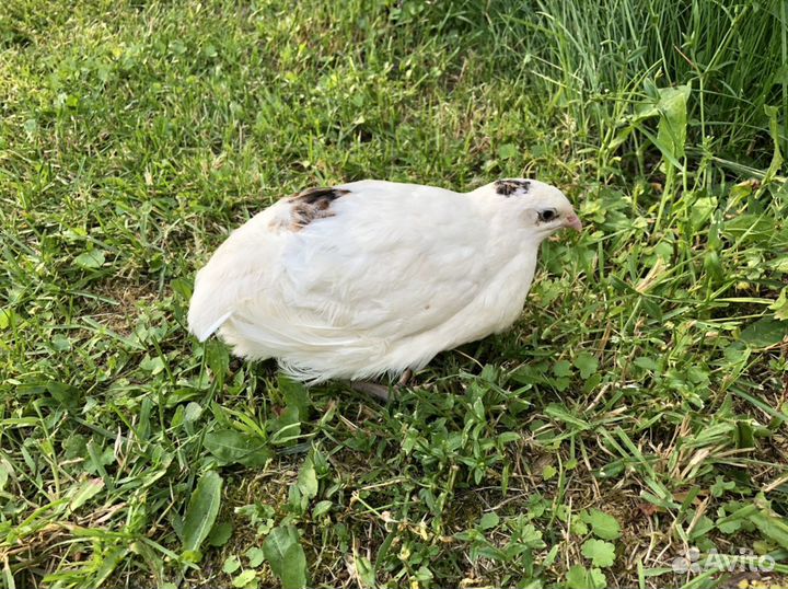 Перепела селадон,фениксы и техасцы.Яйцо инкубацион