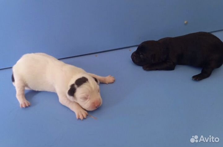 Щенки мальчик и девочка