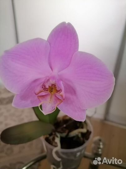 Орхидея фаленопсис подросток