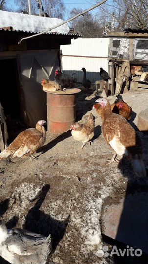 Утки кролики