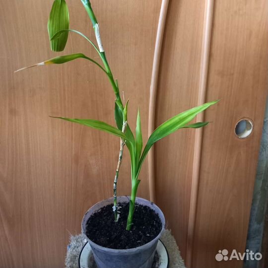 Панданус и Бамбук счастья