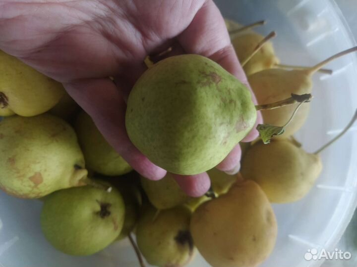 Яблоки разные сортов,медовые итд