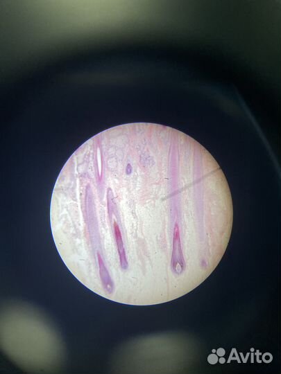 Репетитор по биологии