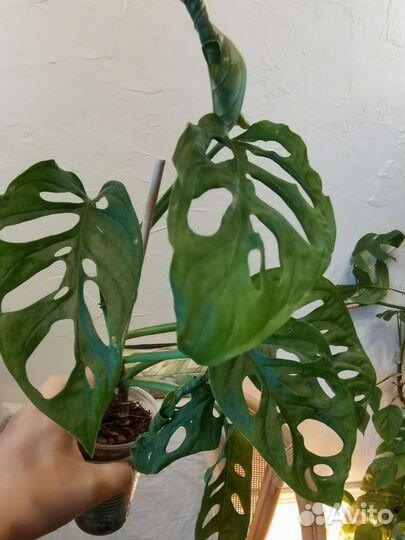Монстера манки маск, минима лиана