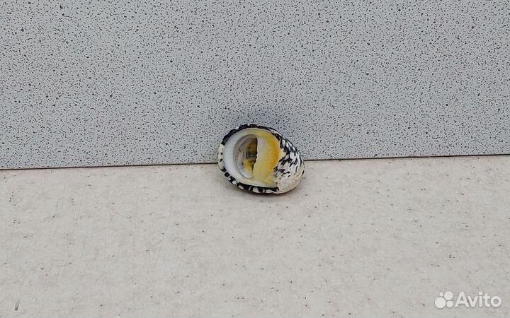 Нерита 2,8 морская ракушка раковина