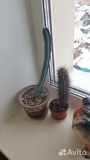 Кактусы разные