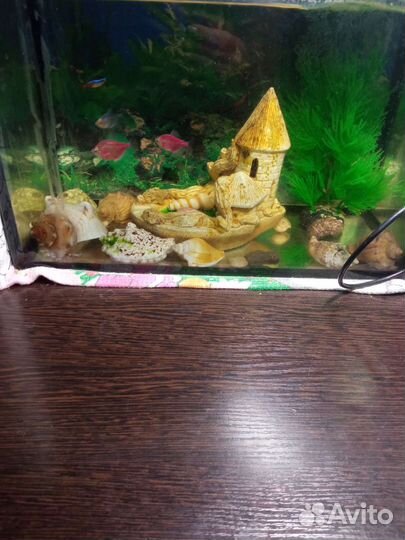 Аквариум