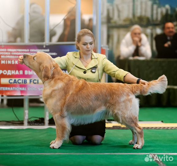 Золотистый ретривер вязка