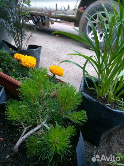 Сосна горная