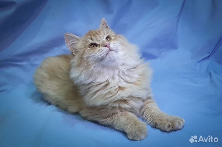 Рыжий котенок