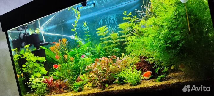 Удобрения для аквариумных растений