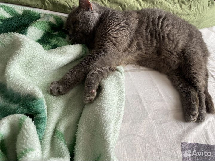 Британская