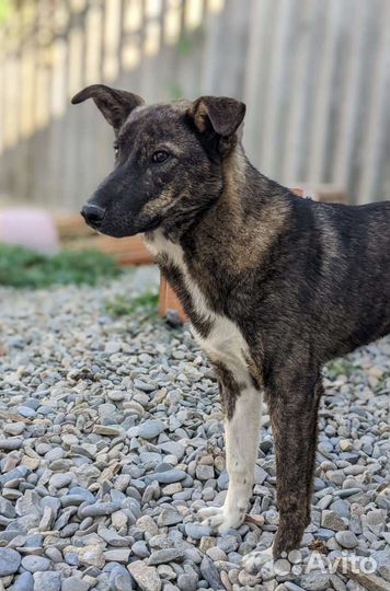 Красавец Балу ждёт хозяина