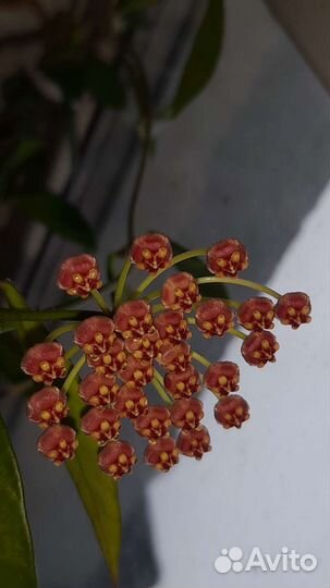 Хойя Грацилис и Карноза