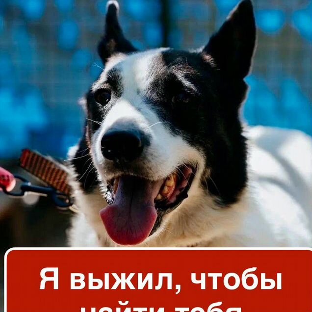 Взрослый пёс в добрые руки
