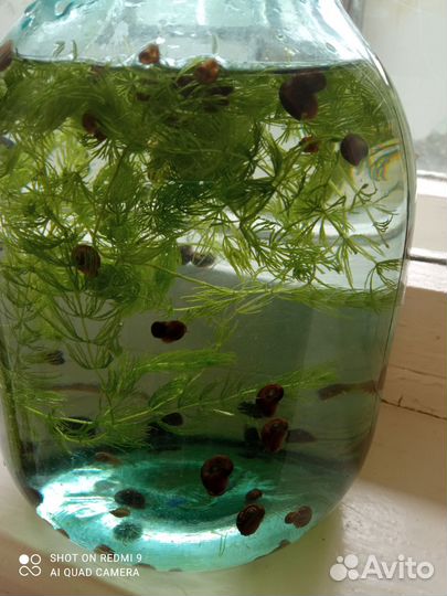 Улитки аквариумные катушки