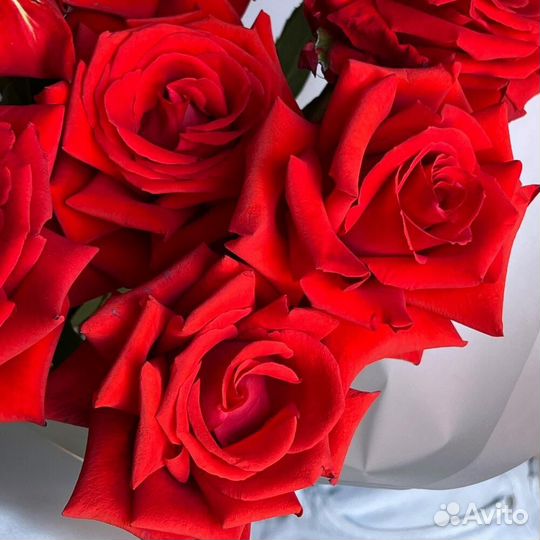 Роза красная WOW