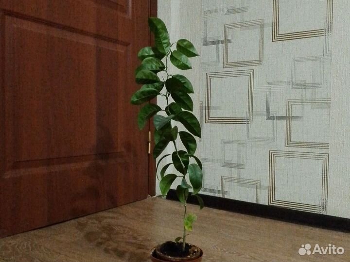 Саженец Апельсин