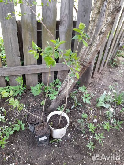 Сирень махровая, крупная сортовая с зак