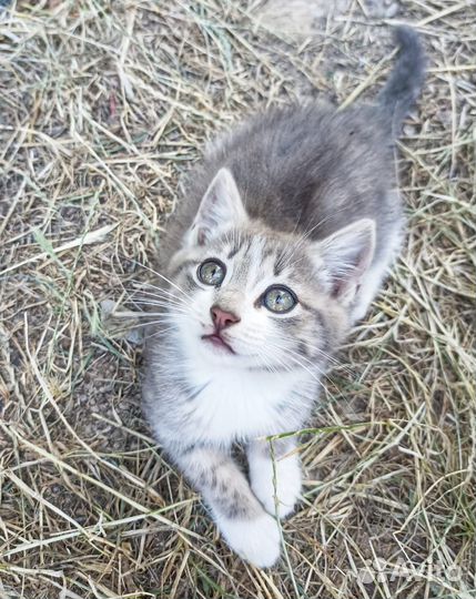Отдам котенка в добрые руки