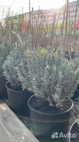 Саженцы Ежемалина Блэк Сатин без шипов