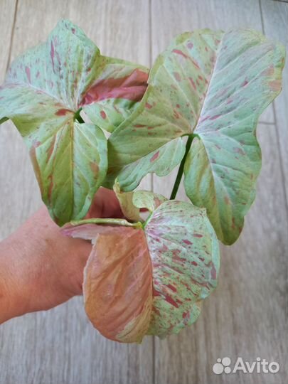 Сингониум конфетти милк