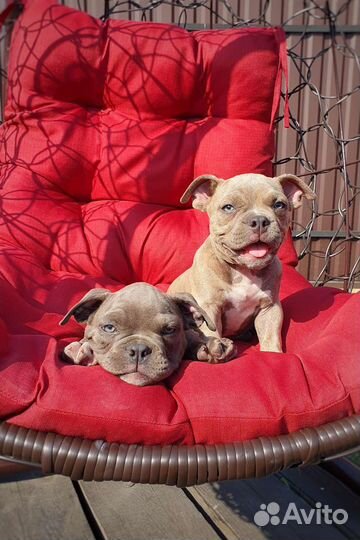 Американский булли лиловые и голубые