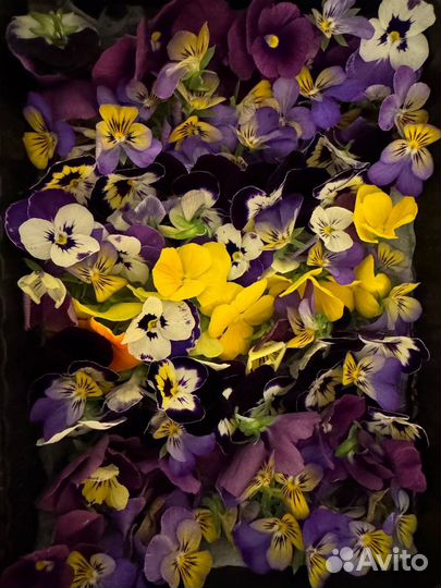 Съедобные цветы